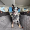 Happy Ride® Quilted Hammock Seat Cover - Black-PetSafe New