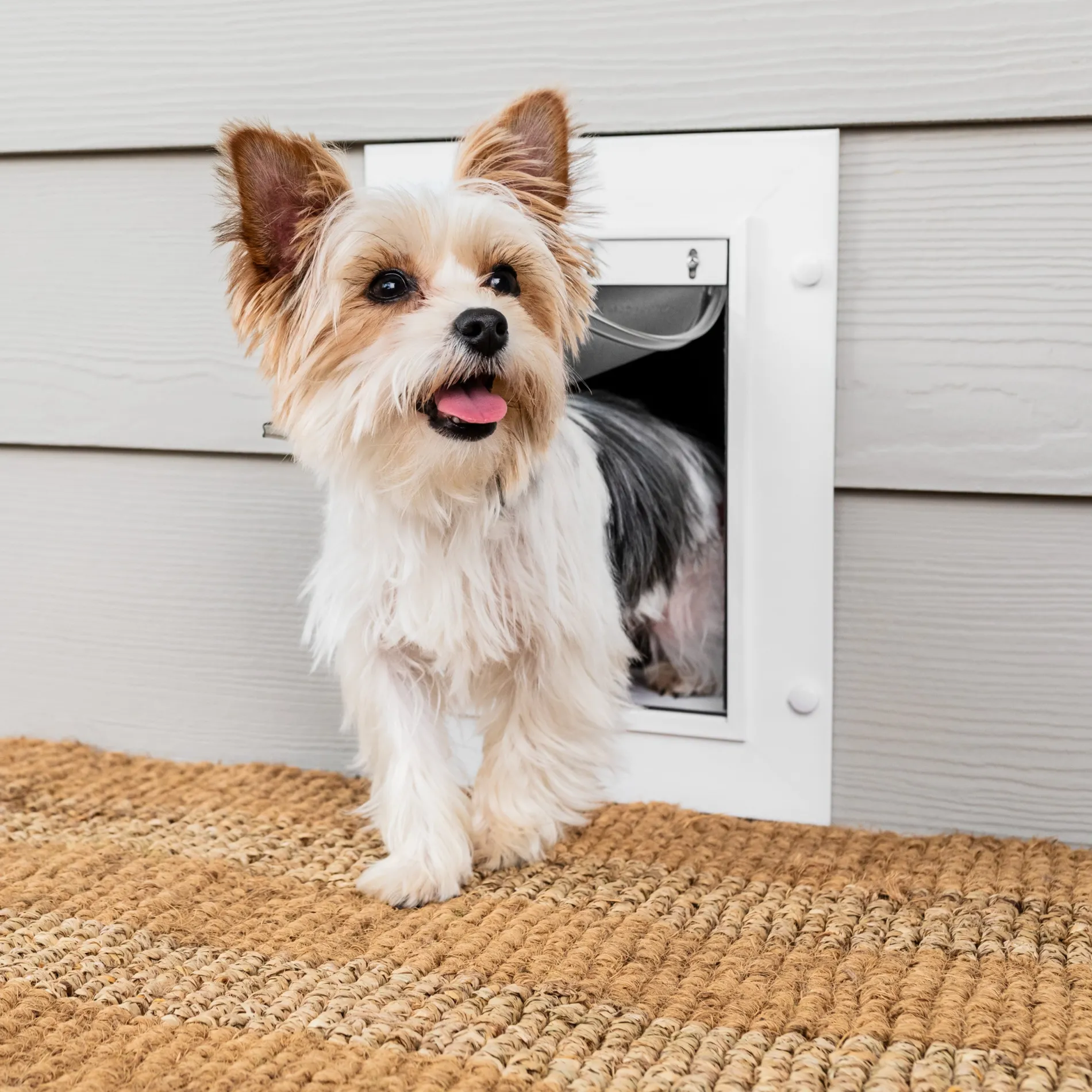 Wall Entry Pet Door™-PetSafe Outlet